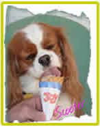 A puppy is licking an ice cream in the picture