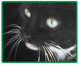 A black cat with white pupils is shown here